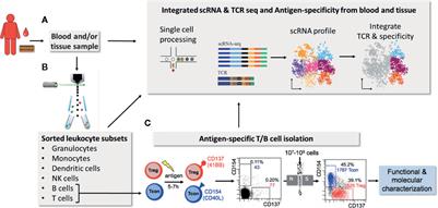 Phenotyping of Adaptive Immune Responses in Inflammatory Diseases